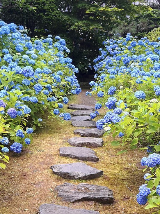 🌸 기타우라산 운쇼 절 (기타우라야마 운쇼지) 이미지 6